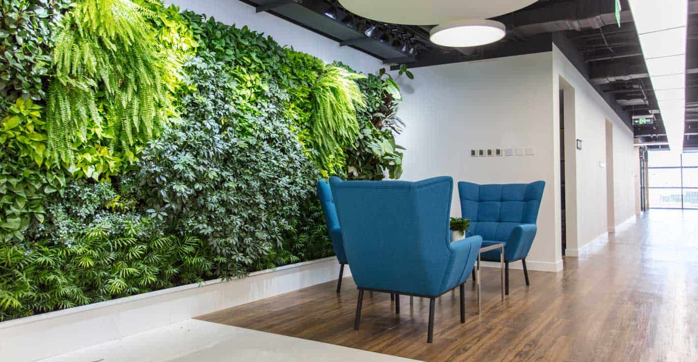 Intérieur d'un bureau avec un grand jardin vertical au mur et trois chaises bleues en face, conçu comme un lieu de travail durable pour attirer la génération Z, avec un parquet en bois et des murs blancs.